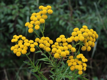 Tanacetum-vulgare.jpg