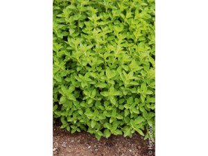 Origan | Silence, ça pousse