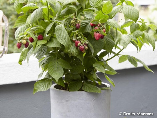 Framboisier LOWBERRY® LITTLE SWEET SISTER®