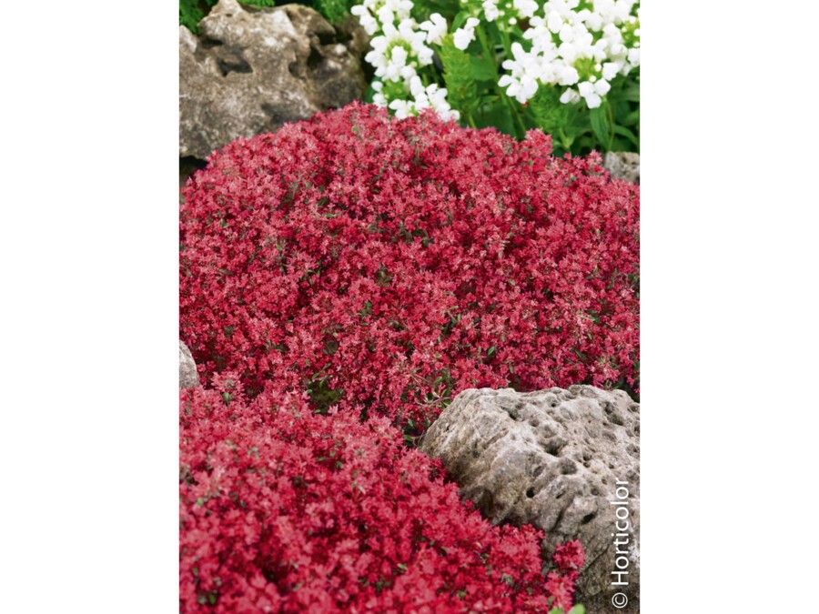 Thym rampant rouge | Silence, ça pousse