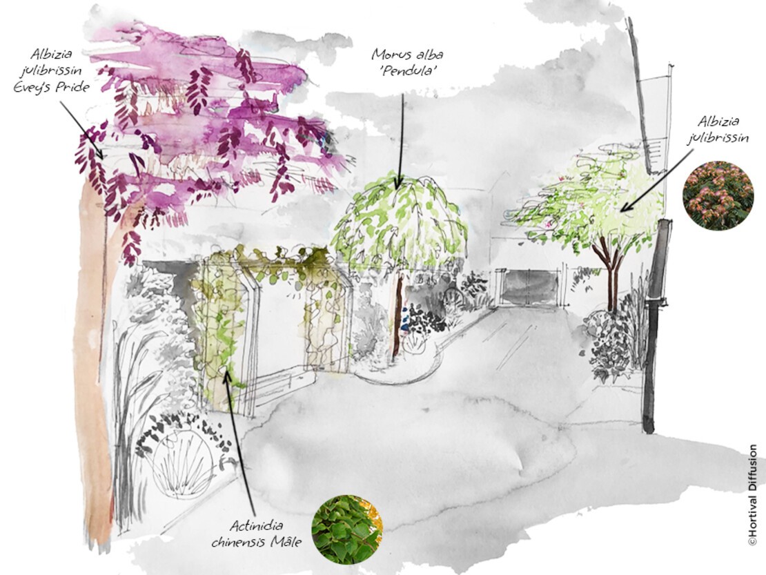 Apporter de la hauteur avec des arbres et des plantes grimpantes