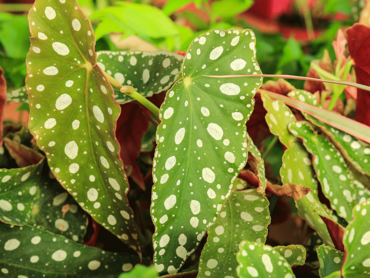 begonia-polka-dot.png