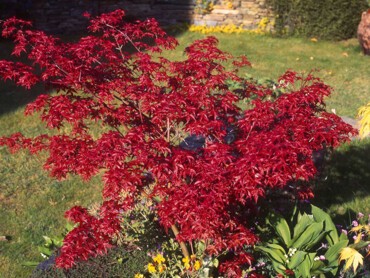 Acer-Palmatum.jpg