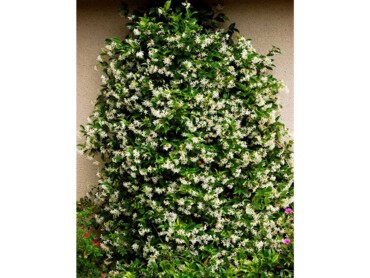 TRACHELOSPERMUM-jasminoides.jpg