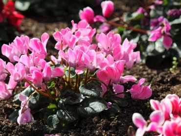 Cyclamen-de-Naple.jpg