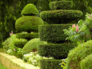 topiaires-bien-taillés.jpg