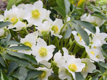 Helleborus-niger.jpg
