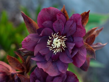 Hellebore-'Snow-Queen.jpg