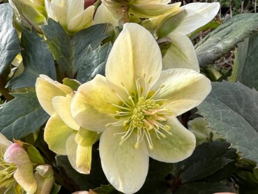 Helleborus-x-nigercors.jpg