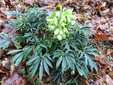 Helleborus-foetidus.jpg