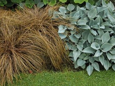 Mélange-dynamique-d’un-Carex-Bronze-et-d’une-Hosta-bleutée..jpg