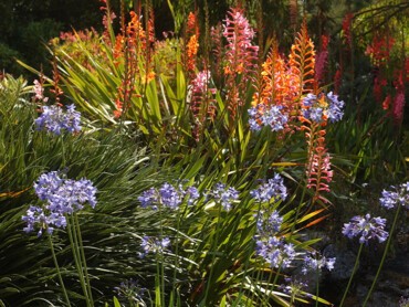 Le-bleu-de-l’agapanthe-est-complémentaire-à-l’orange-du-Watsonia-et-le-mélange-‘’vibre’’-sans-rentrer-en-compétition..jpg