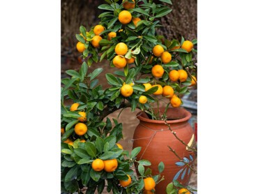 Mandarinier-en-pot-à-la-forme-originale-mais-bien-taillé,-car-toutes-les-parties-de-la-plantes-sont-aérées-et-bénéficient-de-lumière.jpg