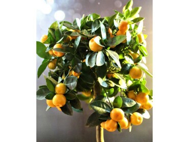 Jeune-calamondin-en-pot-bien-taillé,-gardant-son-port-naturel-retombant..jpg