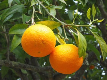 Rameaux-d'oranger-productifs..jpg