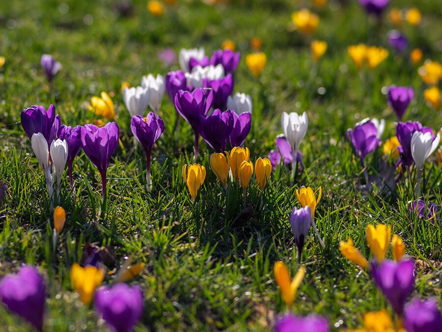 Bulbes De Crocus Violet Géant – Fleurs Précoces Pour Jardin Ou Pot – Prêt à Planter