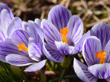 Crocus-Vernus-Pickwick'.jpg