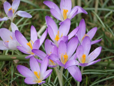 Crocus-tommasinianus.jpg