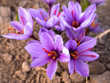 Crocus-sativus.jpg