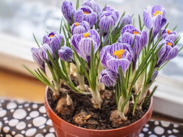 Crocus-en-pot.jpg