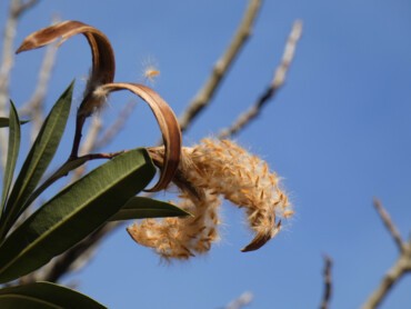 Fruits en gousses.jpg