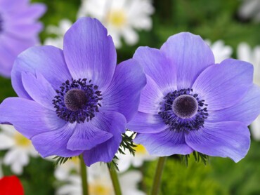 Anémones-de-Caen.jpg