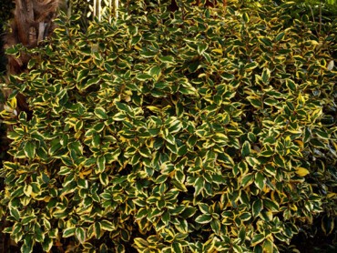 ELAEAGNUS-X-EBBINGEI.jpg