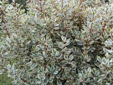 RHAMNUS-alaternus-VARIEGATUS.jpg