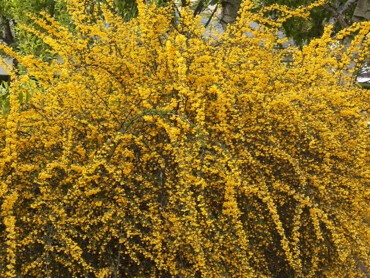 Berberis-x-stenophylla.JPG