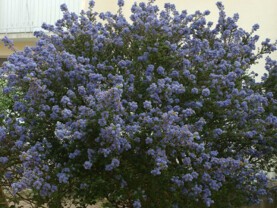 Ceanothus.jpg