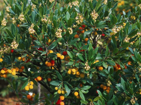 Arbutus-Unedo.jpg