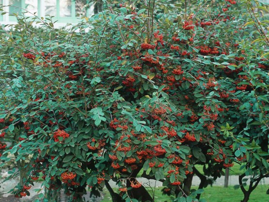 Cotoneaster-lacteus.jpg