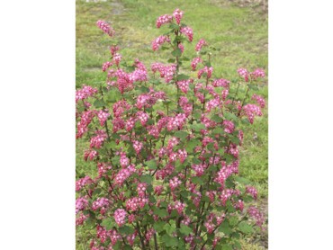 Ribes sanguineum.jpg