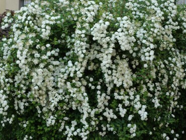 Spirée de Van Houtte.jpg