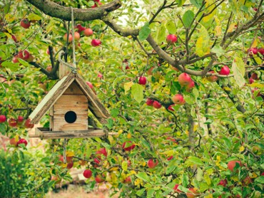 nichoir-pommier.jpg
