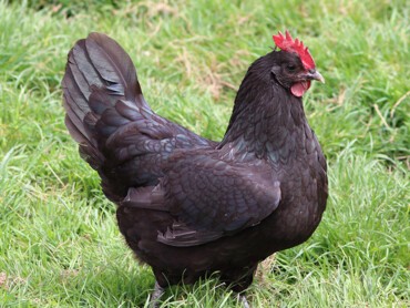 poule-noire-de-Janzé.jpg
