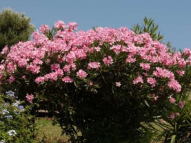 Nerium-oleander.jpg