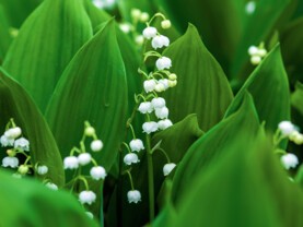 Muguet.jpg