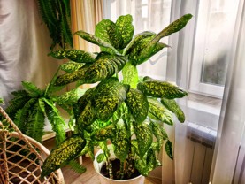 Dieffenbachia.jpg