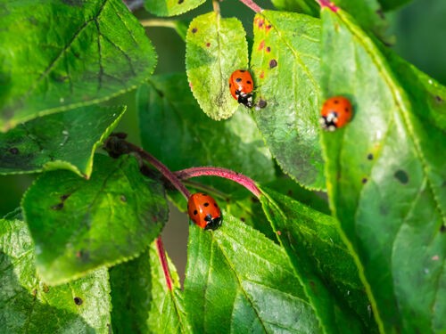 Protéger vos cultures des insectes ravageurs grâce au biocontrôle