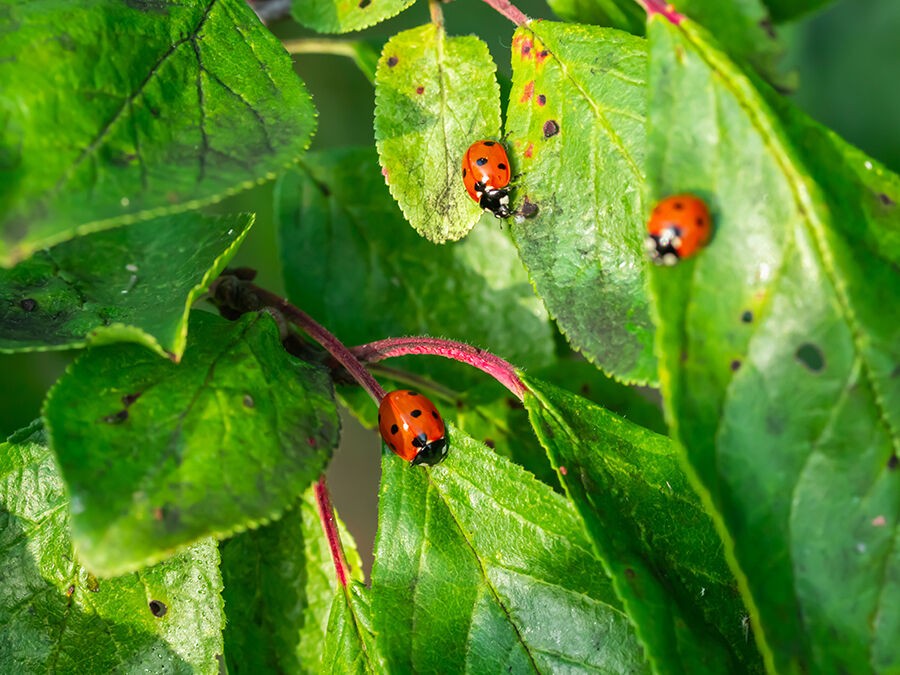 Protéger vos cultures des insectes ravageurs grâce au biocontrôle