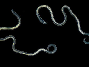 Nématodes-au-microscope.jpg