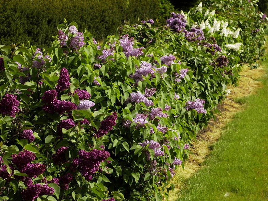 5 bonnes raisons de planter un lilas dans son jardin