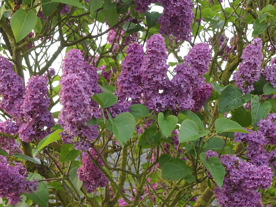 SYRINGA-VULGARIS.jpg SYRINGA-VULGARIS.jpg