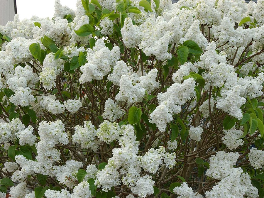 Syringa-Dentelle-d'Anjou.jpg Syringa-Dentelle-d'Anjou.jpg
