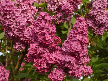 Syringa-Souvenir-de-Louis-Spaeth'.jpg
