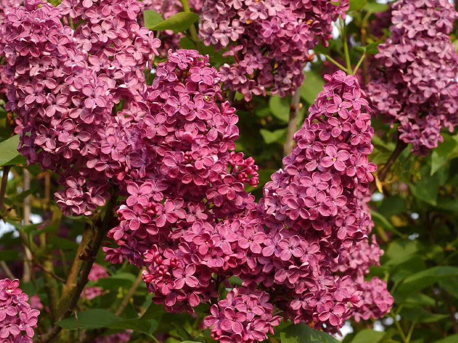 Syringa-Souvenir-de-Louis-Spaeth'.jpg Syringa-Souvenir-de-Louis-Spaeth'.jpg