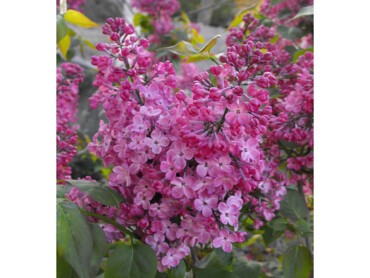 Syringa-'Maiden's-Blush'.jpg