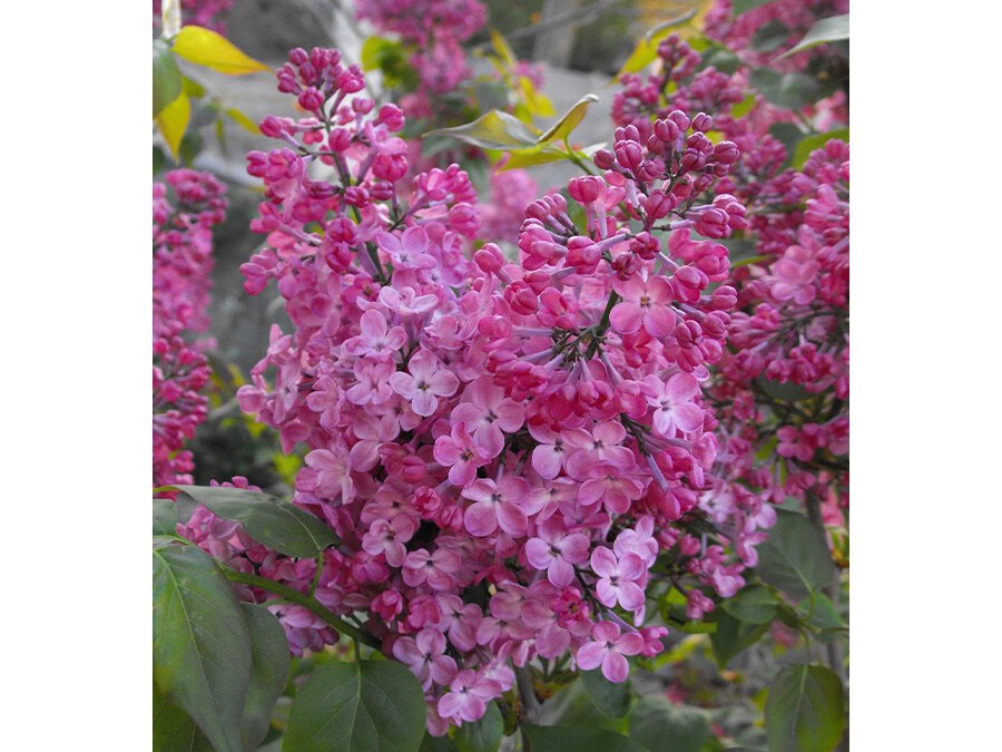 Syringa-'Maiden's-Blush'.jpg Syringa-'Maiden's-Blush'.jpg