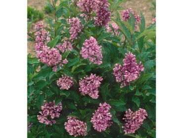 Syringa-'Royalty'.jpg